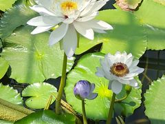 -北京植物园-展览温室