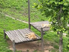 -西霞口神雕山野生动物世界