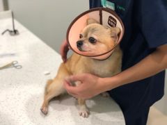 -佳雯宠物医院(金华南路分院)