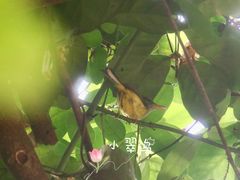 -火炉山森林公园