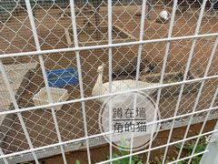 -食家鸽园