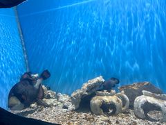-芜湖新华联大白鲸海洋公园