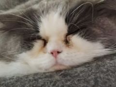 -Catmate·猫肥家润(金润铂宫店)