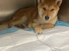 -关爱动物医院·心脏·中兽医·异宠(金牛路分院)