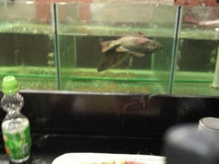 android_upload_pic-千鹤日本料理(穿山路店)