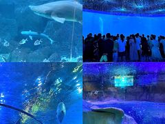 -海合安青岛极地海洋公园
