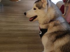 -Husky Go! 哈士奇体验馆·宠物咖啡厅狗咖