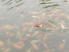 -西湖外事游船(花港观鱼码头)