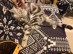 -平行世界·猫咖(首经贸店)