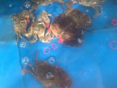 -宾朋海鲜特色美食餐厅·纯手工鲅鱼水饺(兴海路店)