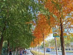 -上海长兴岛郊野公园