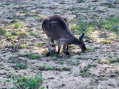 -秦皇岛野生动物园