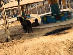 -石家庄市动物园