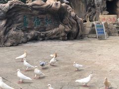 -燕塞湖鸟语林景区