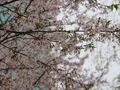 -西北湖绿化广场