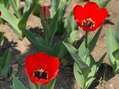 -长春公园(普阳街道)