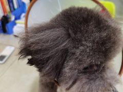 -博特宠物医院24h犬猫全科.骨科·异宠