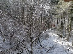 -武陵山森林公园