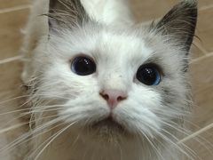 -乐琪宠物医院·犬猫专科·骨外科·急重症