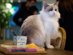 -共舞时光猫咖·狗咖(新街口店)
