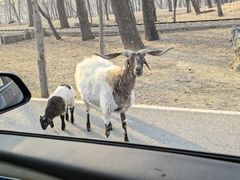 -秦皇岛野生动物园