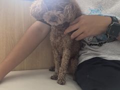 -瑞派长江宠物医院·猫科·外科·24小时夜护(谊城公寓分院)