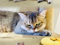 -逗柴咖啡屋·狗咖猫咖宠物桌游