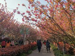 -高东镇樱花园