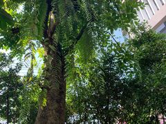 -Fern Forest Cafe
