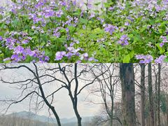 -茅家埠