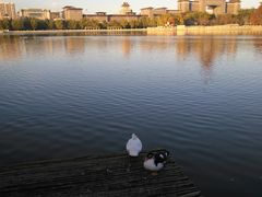 -莲花池公园