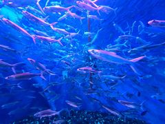 -成都浩海立方海洋公园