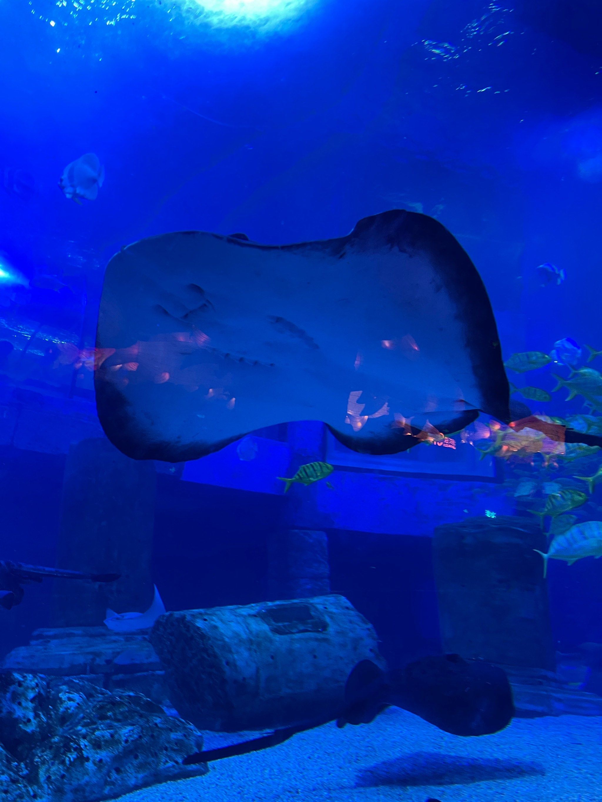 omg!正佳海洋馆&雨林馆双馆游!拍照绝绝子!