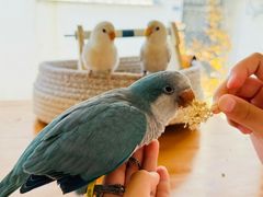 -吉丁鸟咖·异宠·寄养