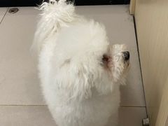 -艾贝尔宠物医院 ·中兽医·宠保定点(北门桥店)