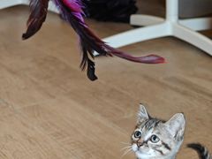 -瑞派康怡24h宠物医院·犬猫医疗中心·微创绝育(瑞景分院)