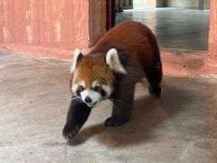 -深圳野生动物园