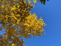 -三里屯东五街银杏大道