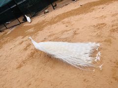 -秦皇岛野生动物园