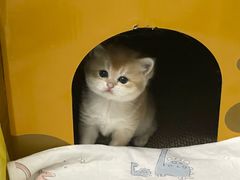 -猫十亿·布偶金渐层·曼基康矮脚猫舍(青年路店)
