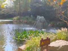 -上海共青森林公园