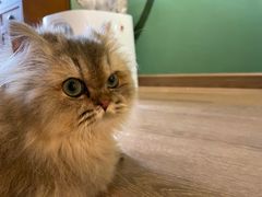 -柯斗斗主题餐厅·狗咖·围炉煮茶·茶饮(国瑞升平里店)