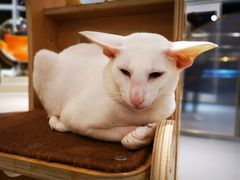 -飞行喵MR PILOT|猫舍·猫咖(静安大融城店)