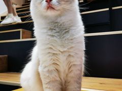 -瞄一喵猫咖(格力海岸店)