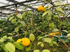 -南宫五洲植物乐园