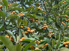 -塘栖枇杷特色园区