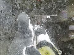 -帝企鹅自助餐厅•儿童岛•真企鹅(长隆企鹅酒店)