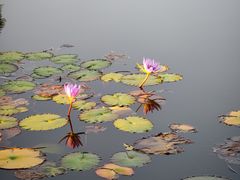 -东莞植物园