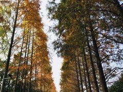 -昆山城市生态森林公园