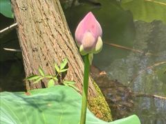 -昆山城市生态森林公园